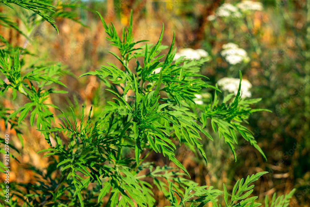 Ambrosia blooming, known as common ragweed, annual ragweed, and low ragweed Ambrosia blooming, known as common ragweed, annual ragweed, and low ragweed