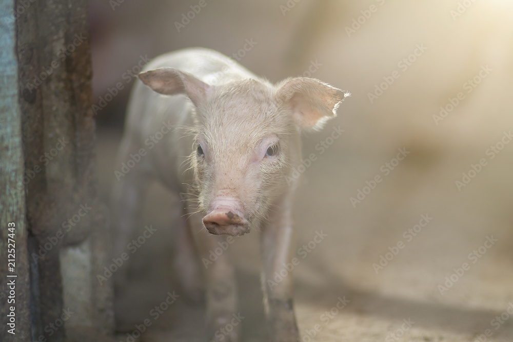 Fototapeta premium New bron 2 week old piglet on a farm.