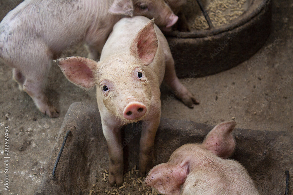 New bron 2 week old piglet on a farm. New bron 2 week old piglet on a farm.