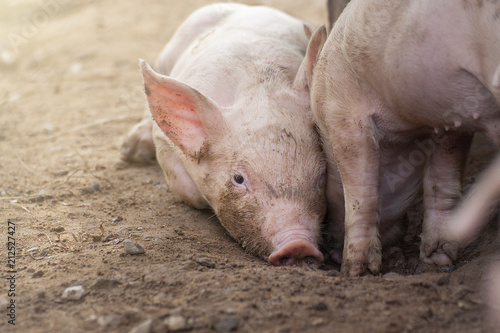 New bron 2 week old piglet on a farm. © weerawat