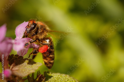 Bee on a pink flower collecting pollen and gathering nectar to produce honey in the hive