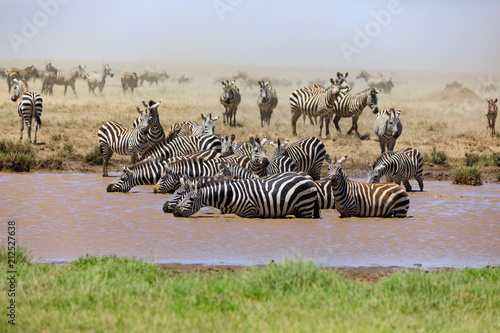 Lions Elephants Cheetah Elephant Eland Sergeneti Zebra Giraffe NgoroNgoro Ndutu Wildebeast Migration