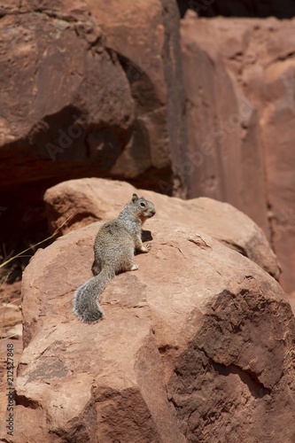 Squirrel at Grand Canyon National Park  Arizona  USA