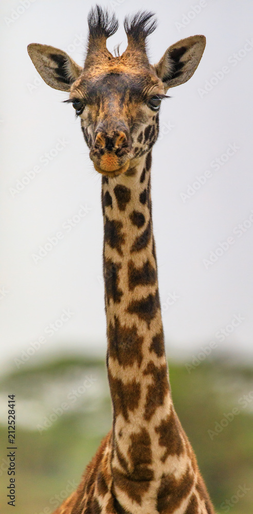 Obraz premium Lions Elephants Cheetah Elephant Eland Sergeneti Zebra Giraffe NgoroNgoro Ndutu Wildebeast Migration