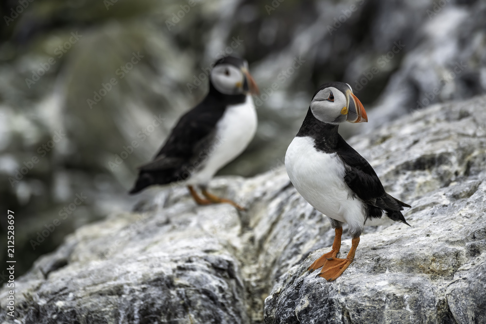 Naklejka premium Puffins standing on a rock. Taken on Staple Island, in the Farne Islands, United Kingdom