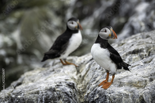 Puffins standing on a rock.  Taken on Staple Island, in the Farne Islands, United Kingdom