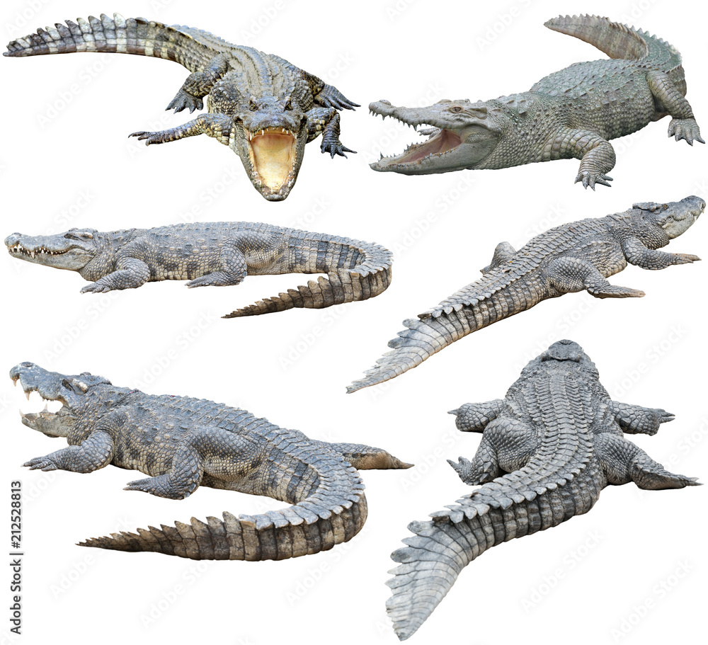 Obraz premium krokodyl syjamski na białym tle