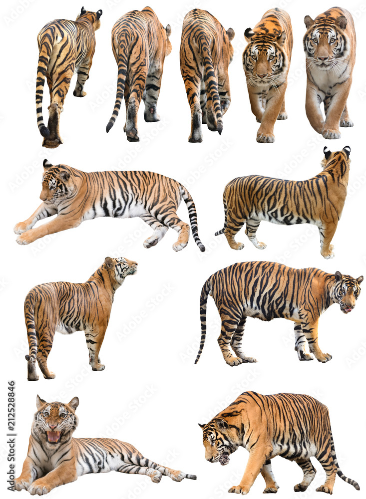 Obraz premium samiec i fefmale Bengalski tygrys odizolowywający