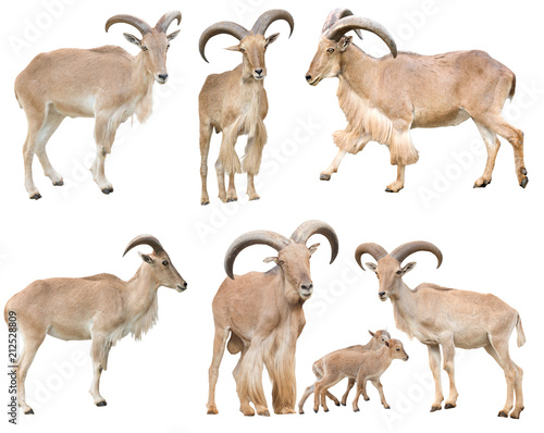 male and female barbary sheep isolated