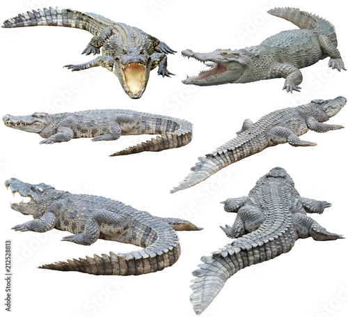 Fototapete siamese crocodile isolated on white background