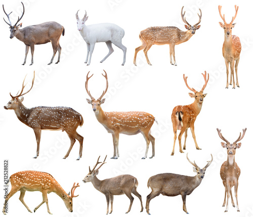 deer isolated on white background © anankkml