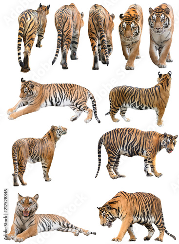male and fefmale bengal tiger isolated