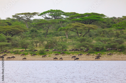 Lions Elephants Cheetah Elephant Eland Sergeneti Zebra Giraffe NgoroNgoro Ndutu Wildebeast Migration