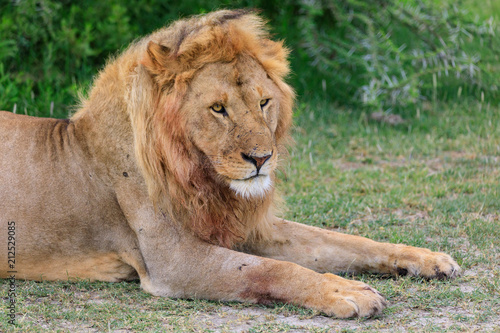 Wallpaper Mural Lions Elephants Cheetah Elephant Eland Sergeneti Zebra Giraffe NgoroNgoro Ndutu Wildebeast Migration Torontodigital.ca