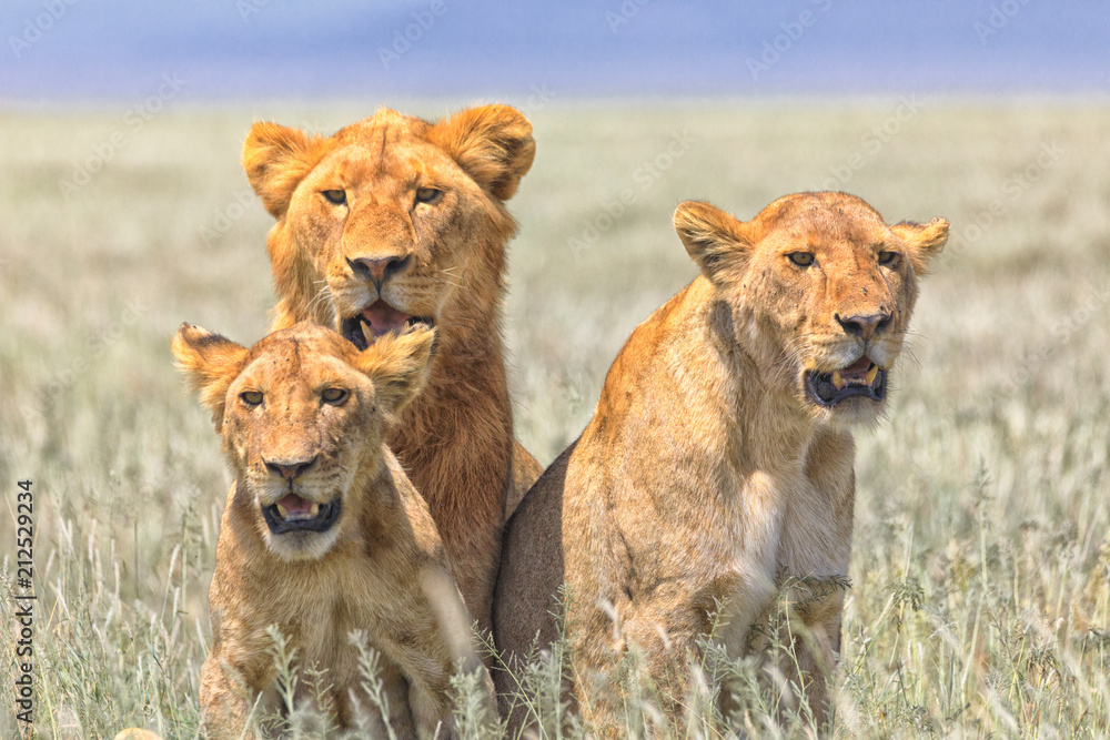 Lions Elephants Cheetah Elephant Eland Sergeneti Zebra Giraffe NgoroNgoro Ndutu Wildebeast Migration Lions Elephants Cheetah Elephant Eland Sergeneti Zebra Giraffe NgoroNgoro Ndutu Wildebeast Migration