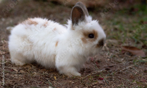 Rabbit baby white