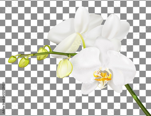 Orchid branch isolated on white background.
