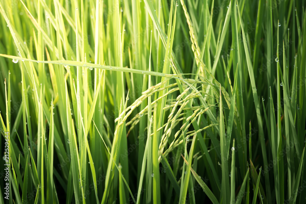 Rice leaves and drops of dew. Rice field.Paddy. Rice leaves and drops of dew. Rice field.Paddy.