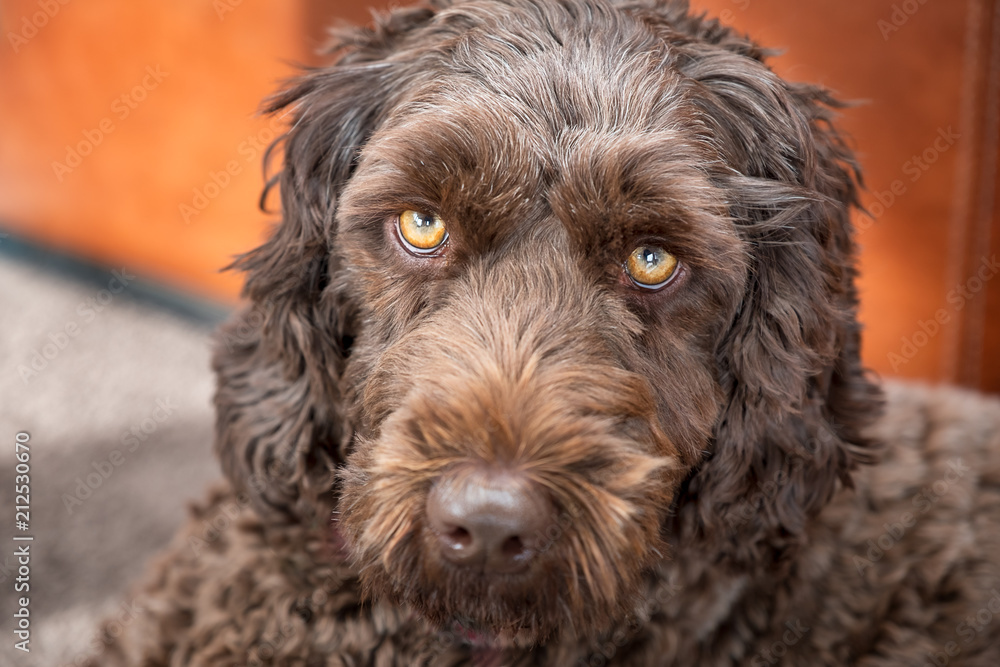close up of labradoodle