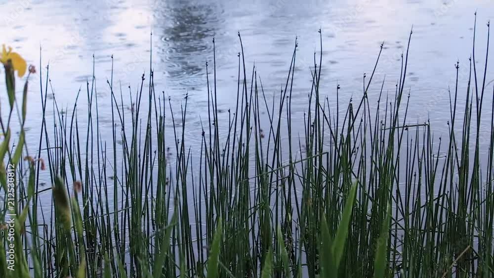 pan to yellow iris pan to yellow iris