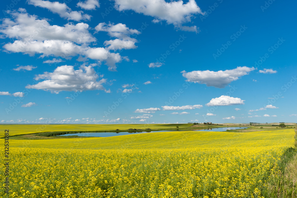 Prairie pond and yard on a hill surrounded by a canola field in bloom