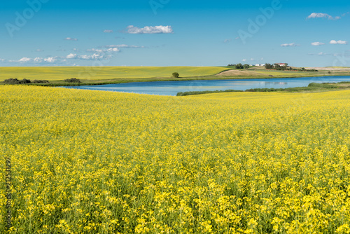 Prairie pond and yard on a hill surrounded by a canola field in bloom photo