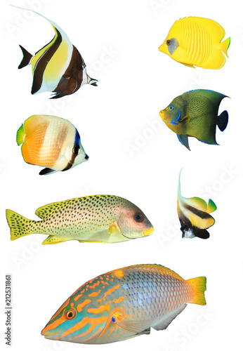 Tropical reef fish isolated on white background. Moorish Idol, Butterflyfish, Angelfish, Sweetlips, Bannerfish and Wrasse   
