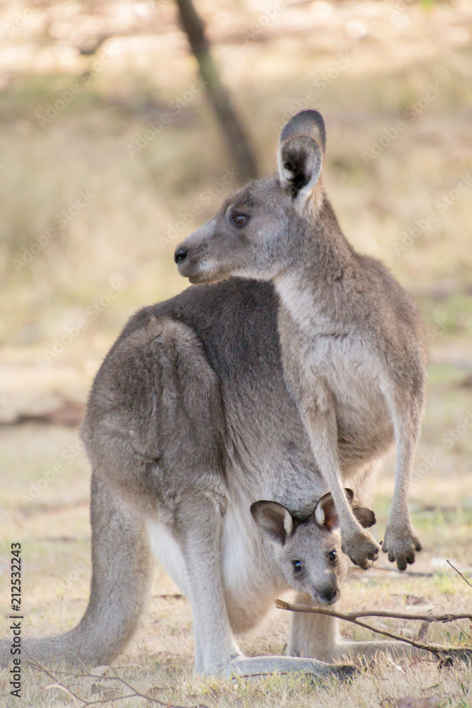 Kangaroo and joey in pouch