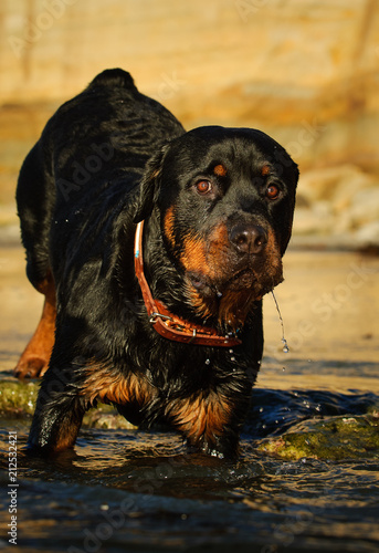 Rottweiler dog outdoor portrait standing in water