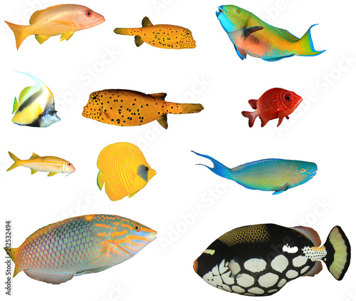 Tropical reef fish isolated on white background. Snapper, boxfish, Parrotfish, Bannerfish, Squirrelfish, Goatfish, Wrasse, Triggerfish 