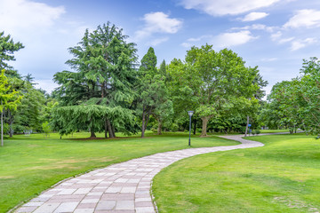 Green green forest in the park