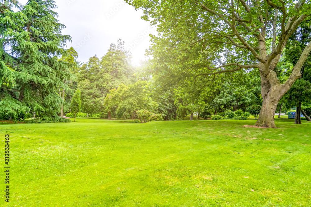 Green green forest in the park