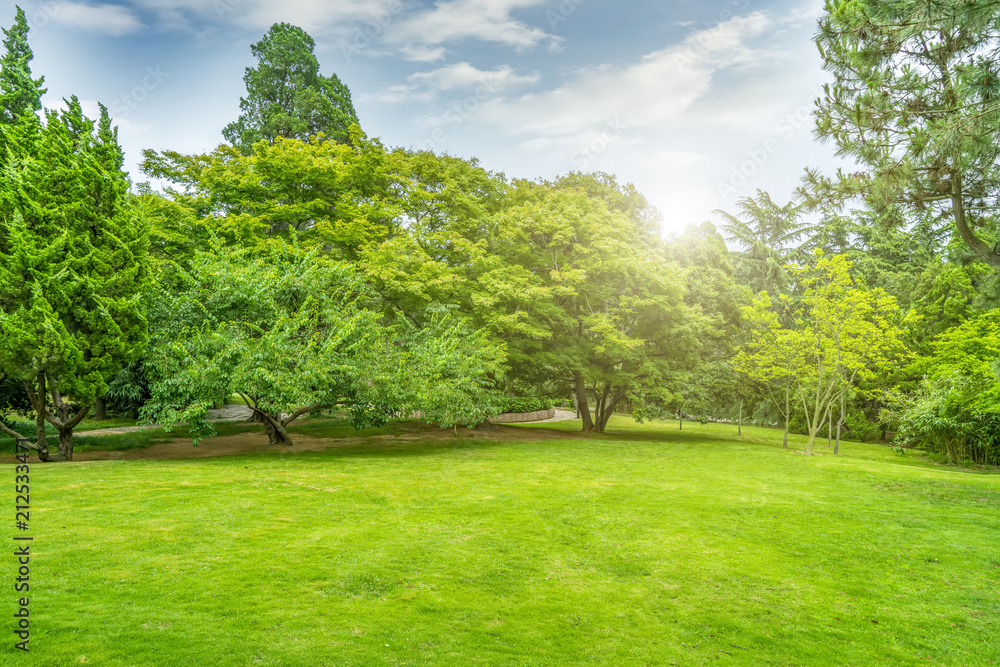 Green green forest in the park