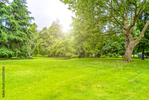 Green green forest in the park