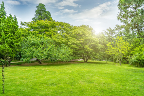 Green green forest in the park