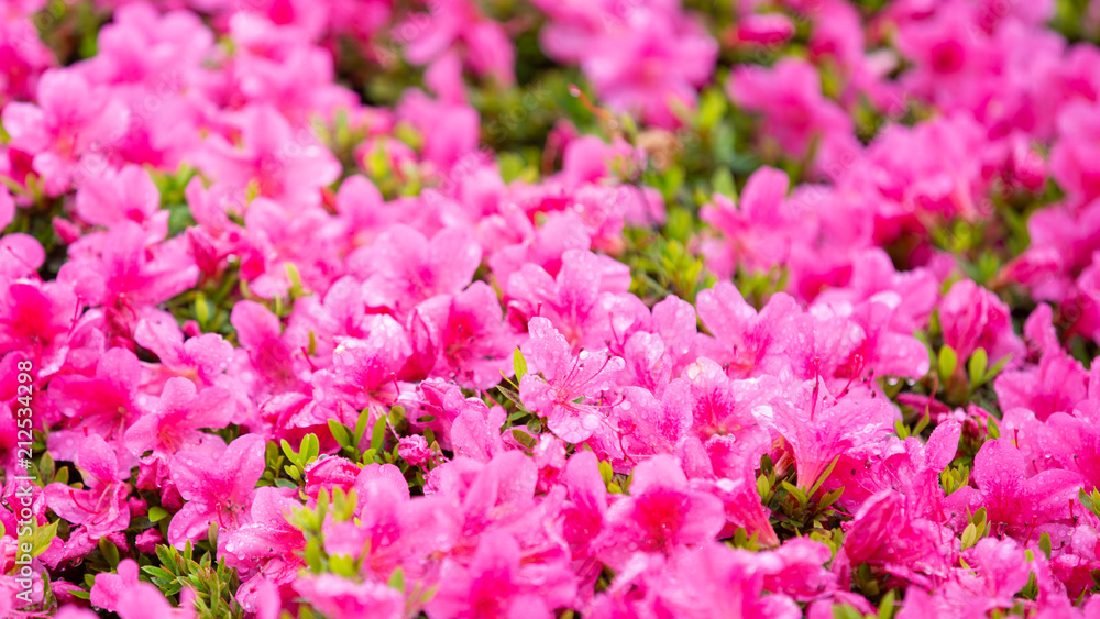 Close-up on many pink small field of flowers.
