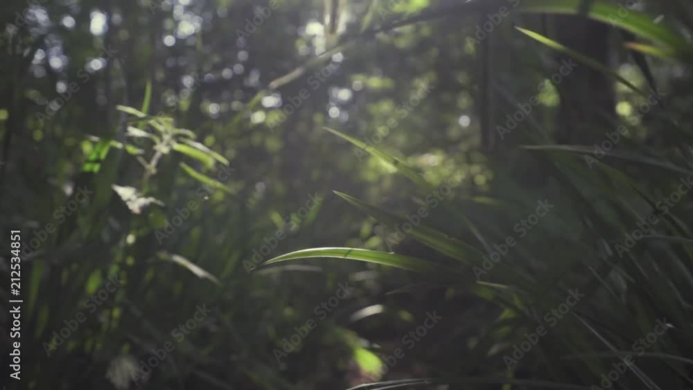 sun light shining through wild grass field. Close up of grass in slow motion sun light shining through wild grass field. Close up of grass in slow motion