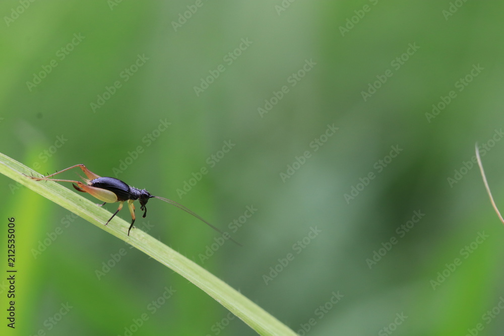 Close up small black cricket on grass branch and green background