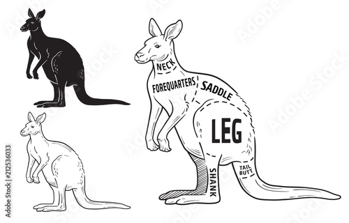Cut of kangaroo set. Poster Butcher diagram - desert-ship. Vintage typographic hand-drawn. Vector illustration
