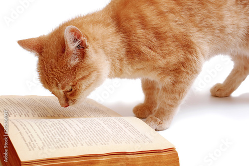 ginger cat looking at open book, isolated on white background