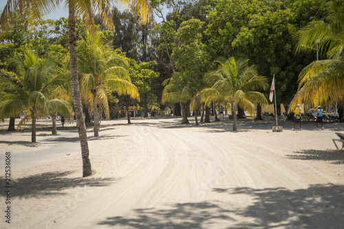 Road with palmtrees