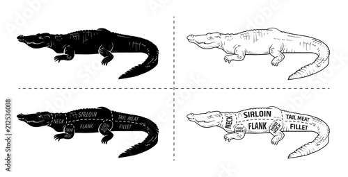 Cut of crocodile set. Poster Butcher diagram - desert-ship. Vintage typographic hand-drawn. Vector illustration