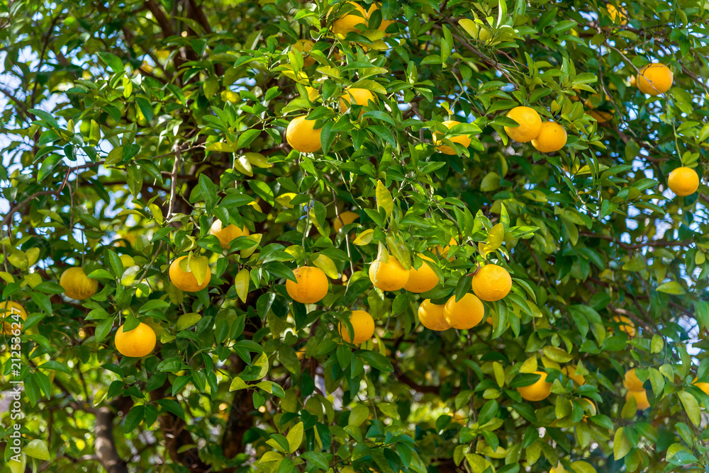 Orange tree fruit Japan