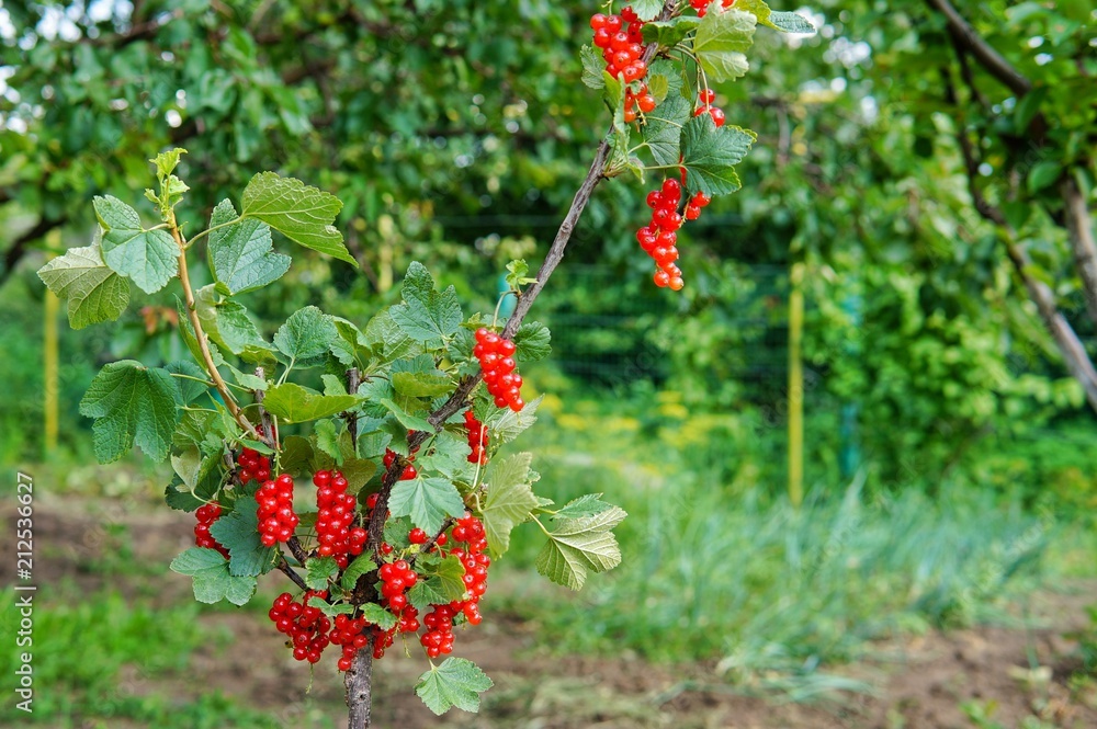 Obraz premium Ripe red currant berries hang on a branch in the garden