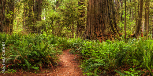 Hiking trail in Redwoods National Park photo