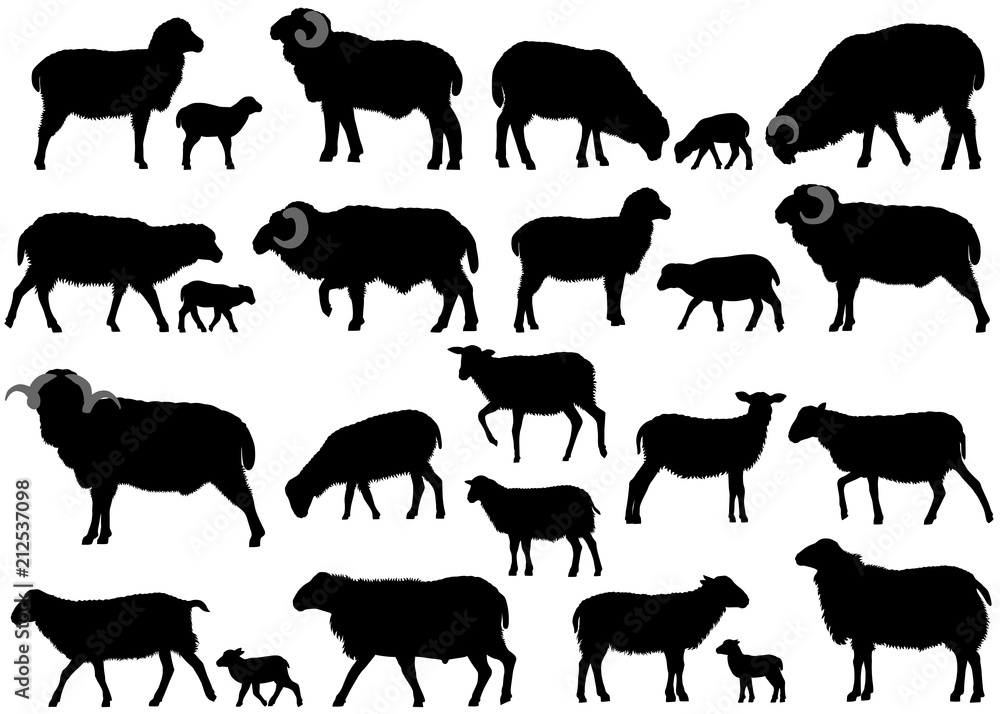 Collection of silhouettes of sheeps, rams and lambs