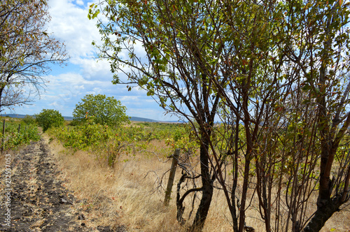 Picturesque Landscape near Pobeda Village