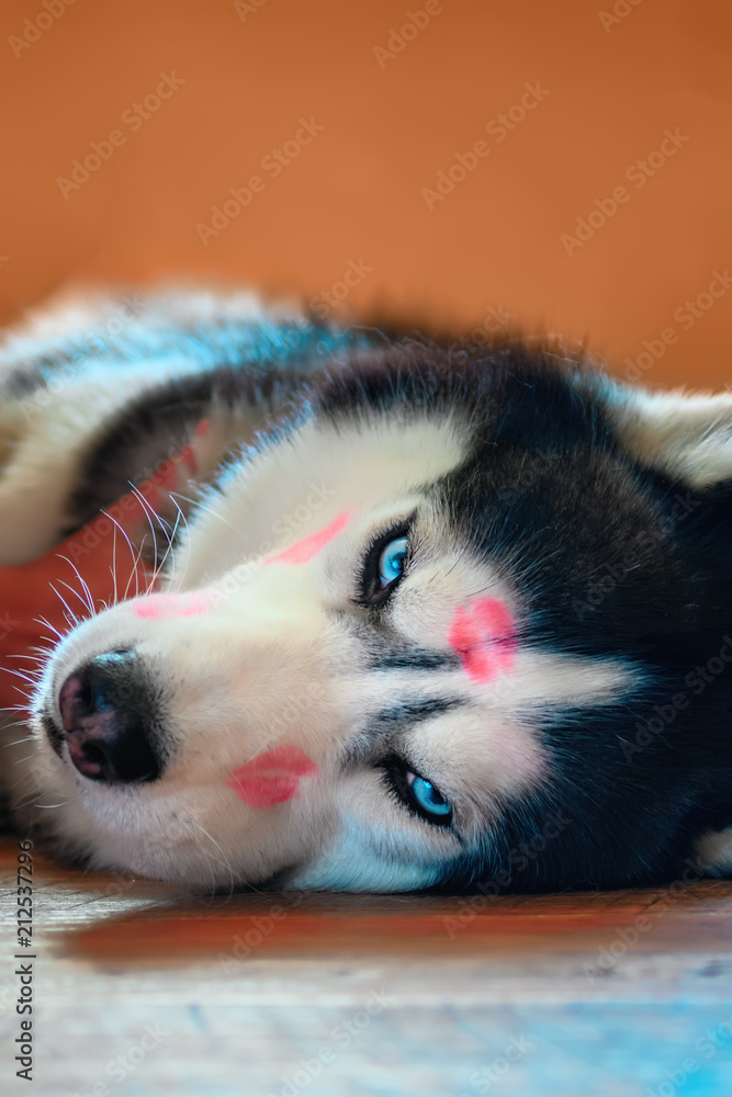 Husky dog with red lipstick marks kiss on his head. Siberian husky lying on the floor in bliss. Concept of love cute pet.