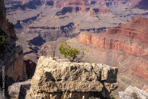 Tree on rock, Grand Canyon photo