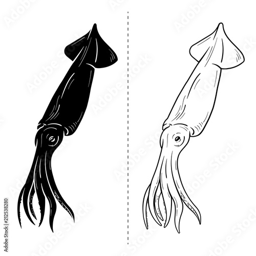 Squid silhouette sea animal. Vector illustration on white background